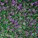 Декоративное панно Buxus Lilac (1x1м) DEC-BUX1X1M фото 1