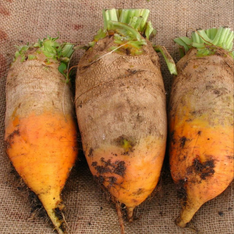 Yellow Eckendorf  (1 Kg) GRI-YEL1 foto