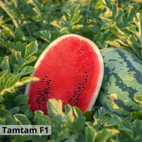 Тамтам F1  (1000 семян) ENZ-TAM1000 фото