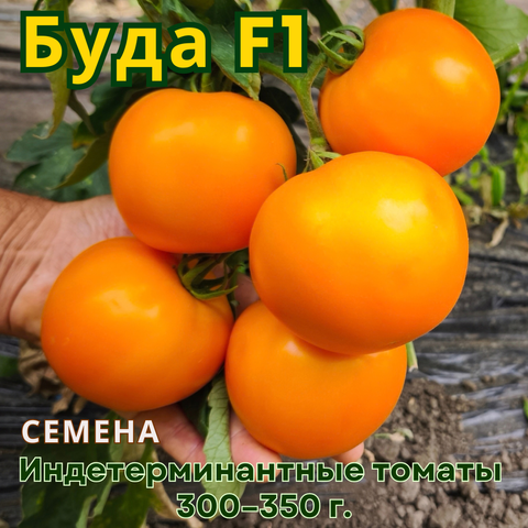 Rîndul2/3ru