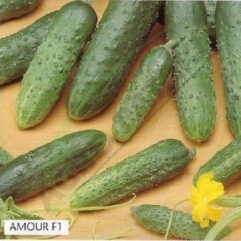 Amour F1 BEJ-AMO250 foto