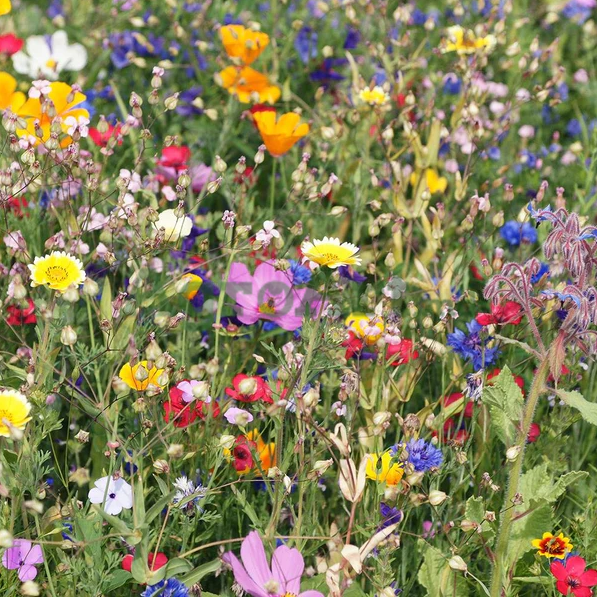 Amestec de flori Re&icirc;nsăm&acirc;nțarea florilor (0,275 kg) FEL-AMER275 foto