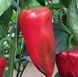 Портека F1 (100 семян) RIJ-POR100 фото 5