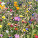 Amestec de flori Re&icirc;nsăm&acirc;nțarea florilor (0,275 kg) FEL-AMER275 foto 2