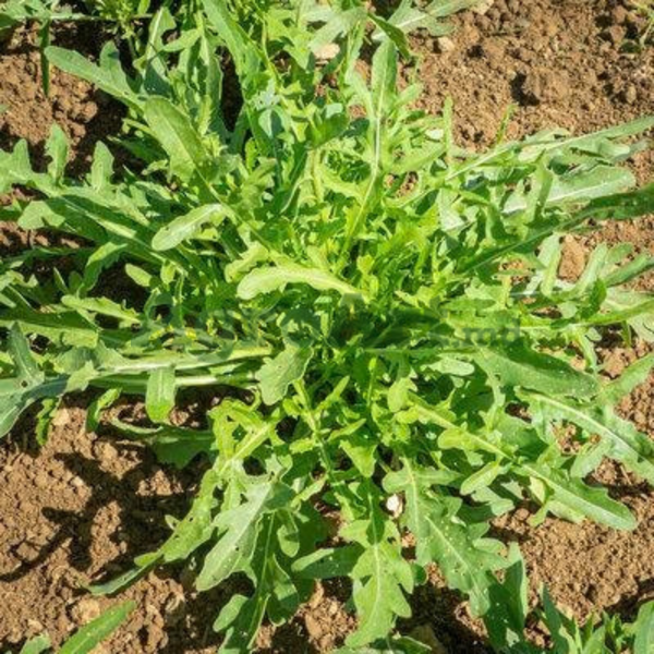 Rocket Cultivated SEM-ROCС100G foto
