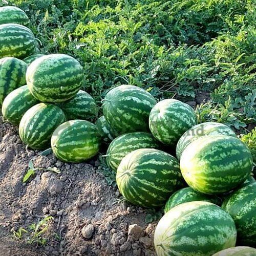 Alize F1 (1000 seminţe) NWB-ALI1000 foto