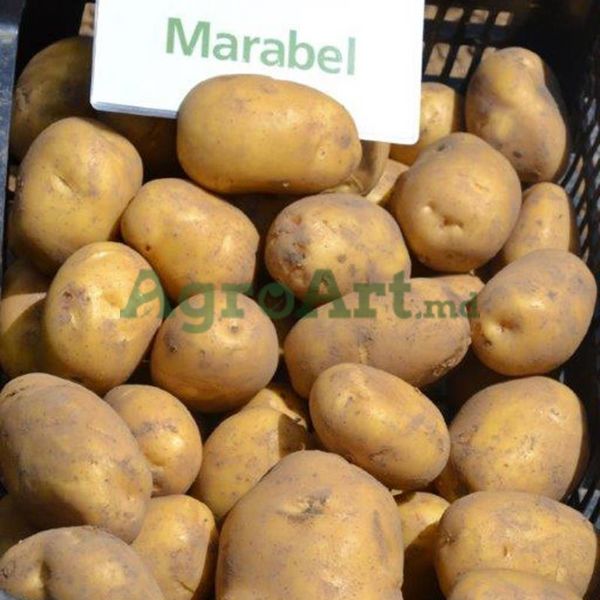 Marabel (25kg) EUR-MAR25 foto