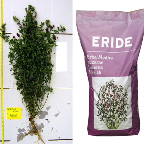 Lucerna Eride (10 kg) CON-ERI10 foto