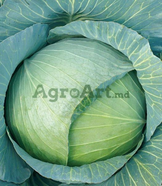 Green Sapphire F1 NWB-GRE1000 foto