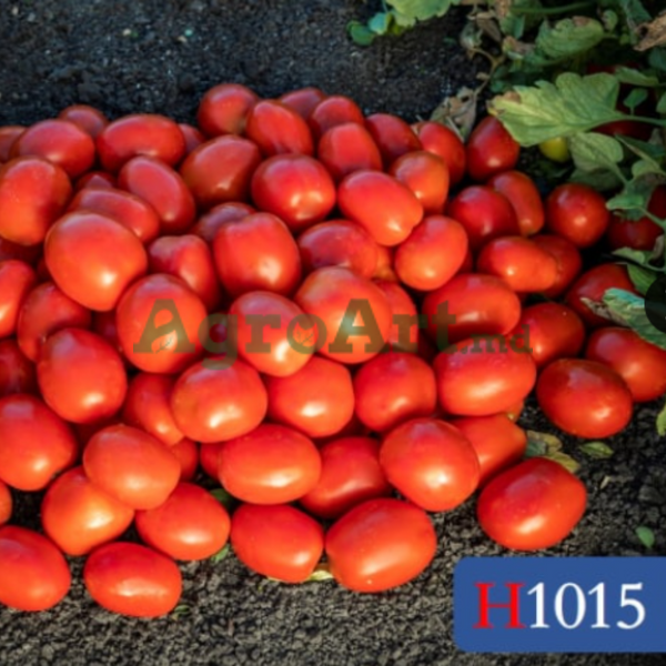 Heinz 1015 F1 (10000 seminţe) HEI-HEI10000 foto