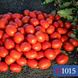 Heinz 1015 F1 (10000 seminţe) HEI-HEI10000 foto 3