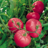 Pembesi (500 gr) BUR-PEM500G foto