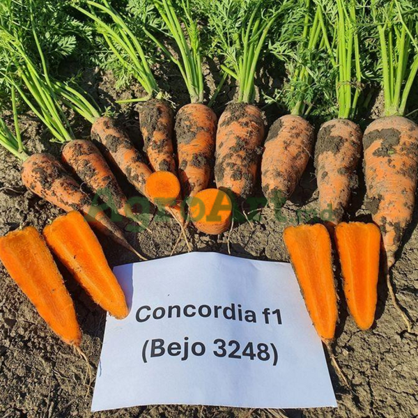 Concordia F1 (250 000 semințe) BEJ-CON250M foto