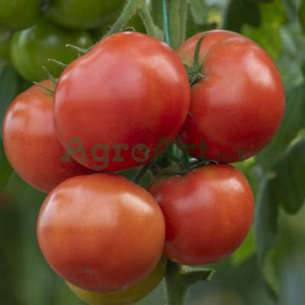 Annefled F1 RIJ-ANN1000 foto