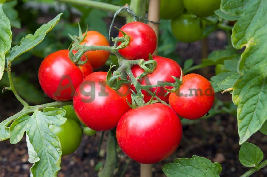 Moneymaker (250 gr) BAK-MON250G foto