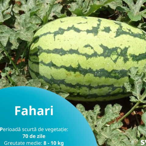 Fahari F1  (1000 semințe) SIN-FAH1000 foto