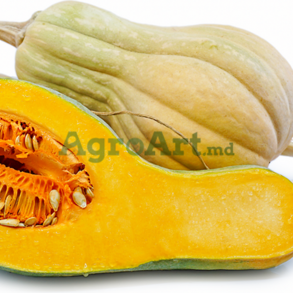 Butternut Rugosa (500 gr) FRA-BUT500 foto