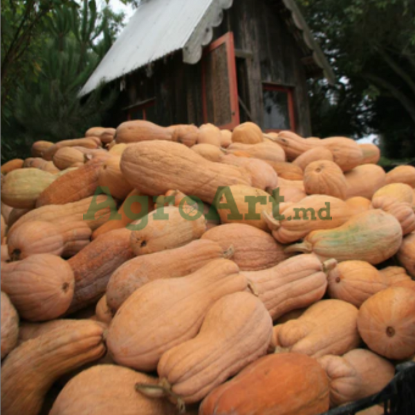 Butternut Rugosa (500 gr) FRA-BUT500 foto