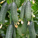 Геркулес F1  (500 семян) YUK-HER500 фото 3