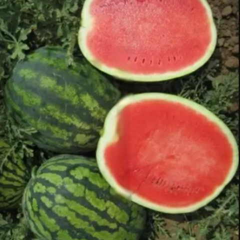 Поларис F1 (1000 семян) SYN-POL1000 фото