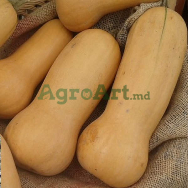 Butternut Liscia (500 gr) FRA-BUT500 foto