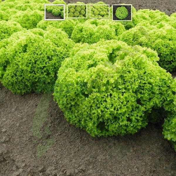 Biondonna (5000 semințe) BEJ-BIO5000 foto
