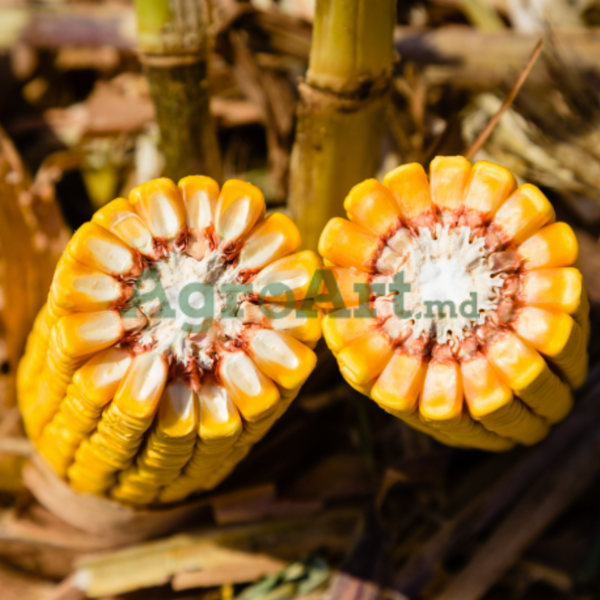 GW3808 (50000 семян) GOL-GW3808 фото GW3808 (50000 семян) GOL-GW3808 фото