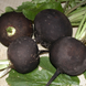 Бурсия (500 г) BUR-BUR500G фото 1