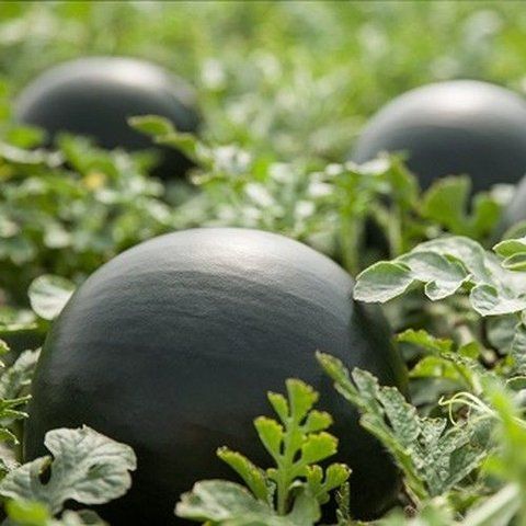 Лориан F1 (1000 семян) SYN-LOR1000 фото