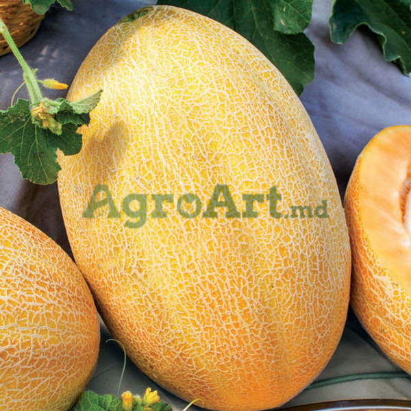 Ananas FRA-ANA500 foto