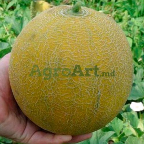 Юкар F1 RIJ-JUC100 фото