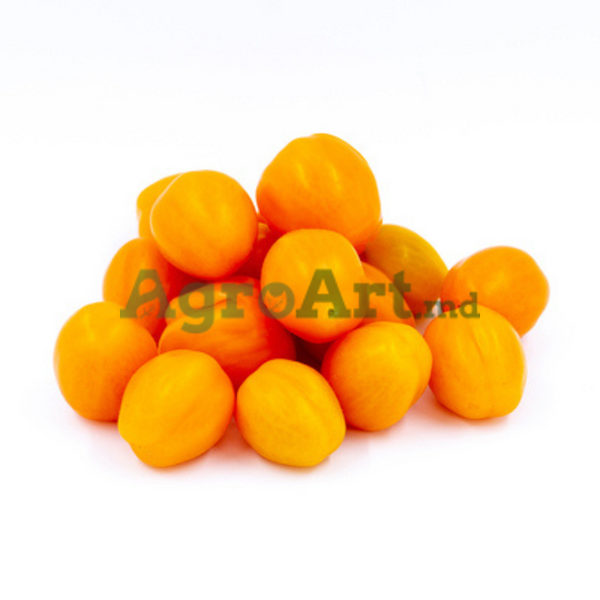 Мода F1 / Chick F1 (100 семян) YUK-MOD100 фото
