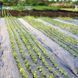 Agrotextil 100 gr / m2 AGR-NEG100/160x50 foto 2